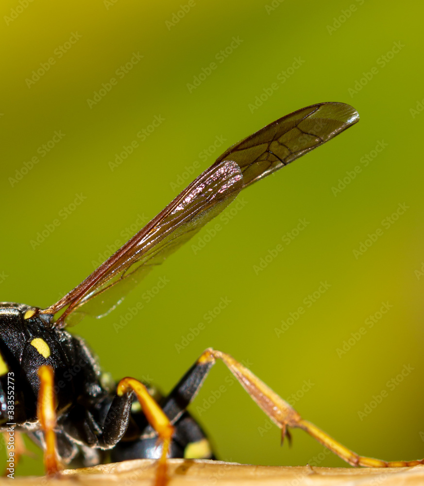 Close-up wing of a wasp in nature.