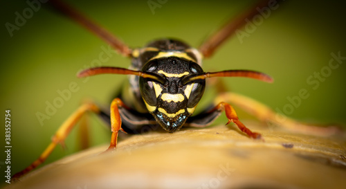 Close-up of a wasp on a yellow leaf