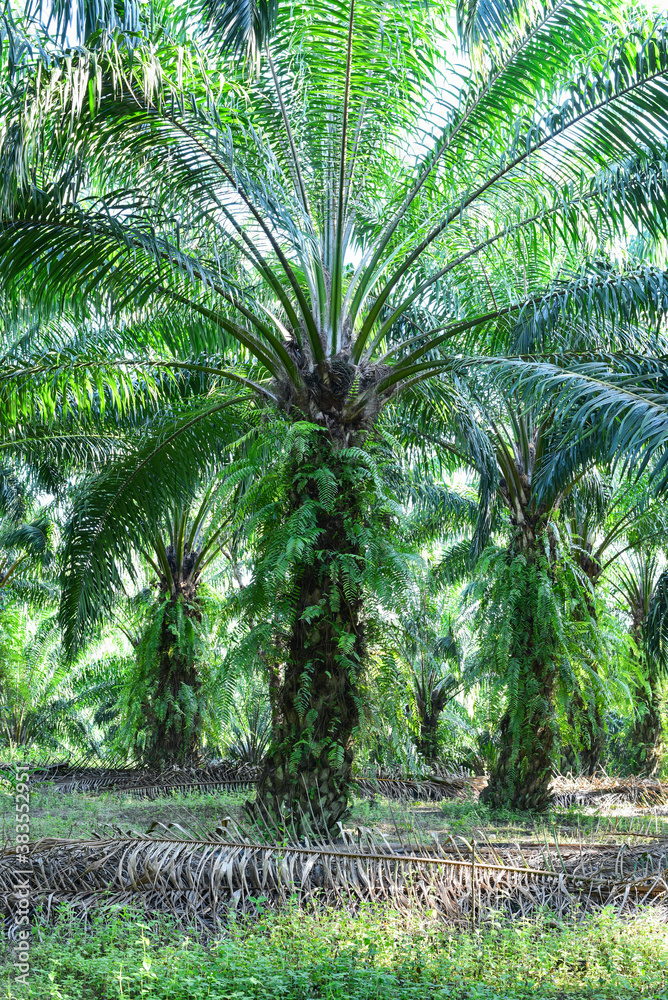 oil palm trees in plantation (elaeis guineensis)