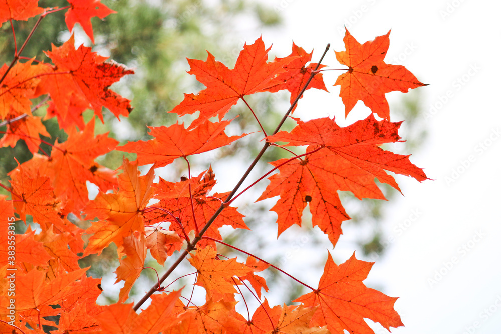 Bright red-orange maple leaves on the background of a pine forest. Colorful autumn background. Indian summer. Bright red-orange maple leaves on the background of a pine forest. Colorful autumn background. Indian summer.