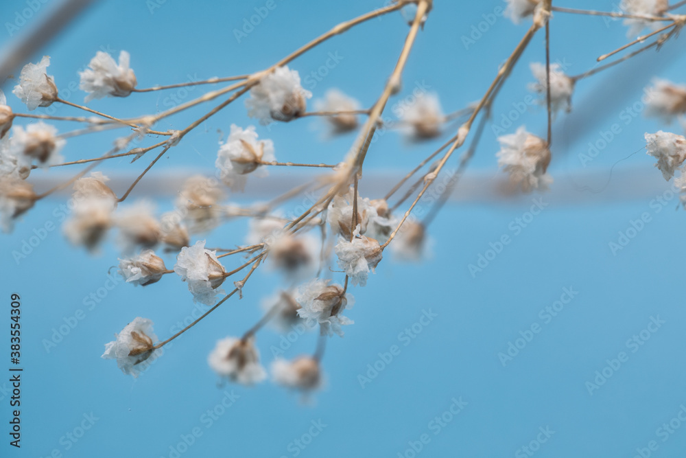 Wild chamomile flowers on a sunny day against a blue sky. Flower background with copy space