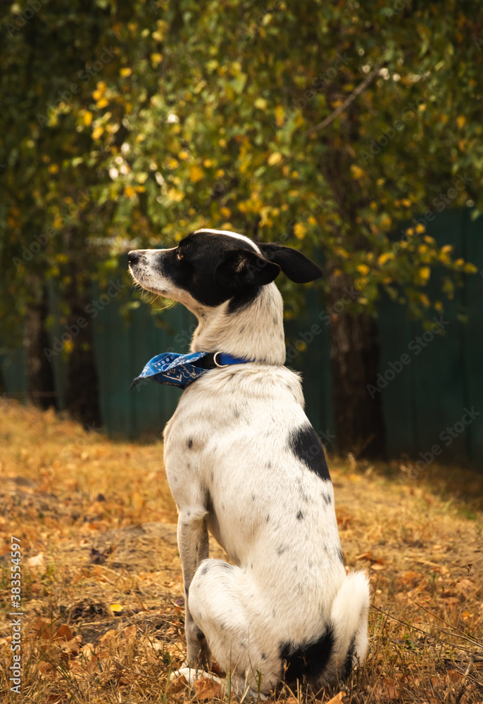Beautiful dog with a bandana on a background of autumn trees, basenji from behind