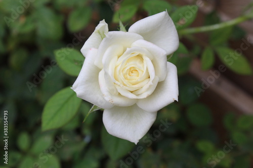 Petite rose blanche d un mini rosier de jardin avec un fond bois d une planche