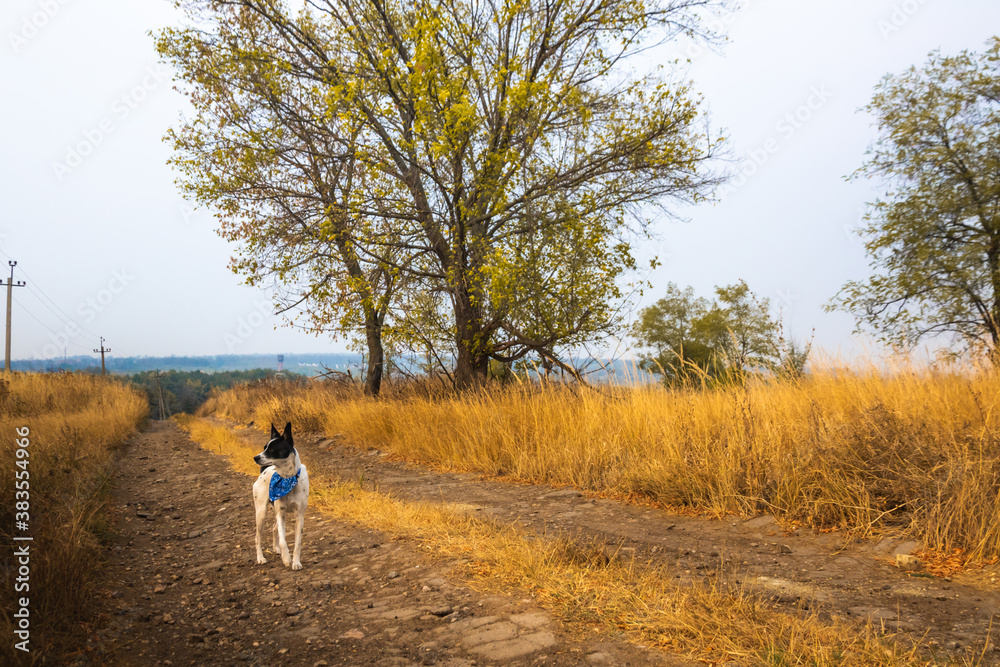 Basenji dog in an autumn field on a path, a beautiful atmospheric photo of an animal while walking