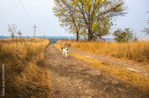 Basenji dog running along the autumn path beautiful landscape of field