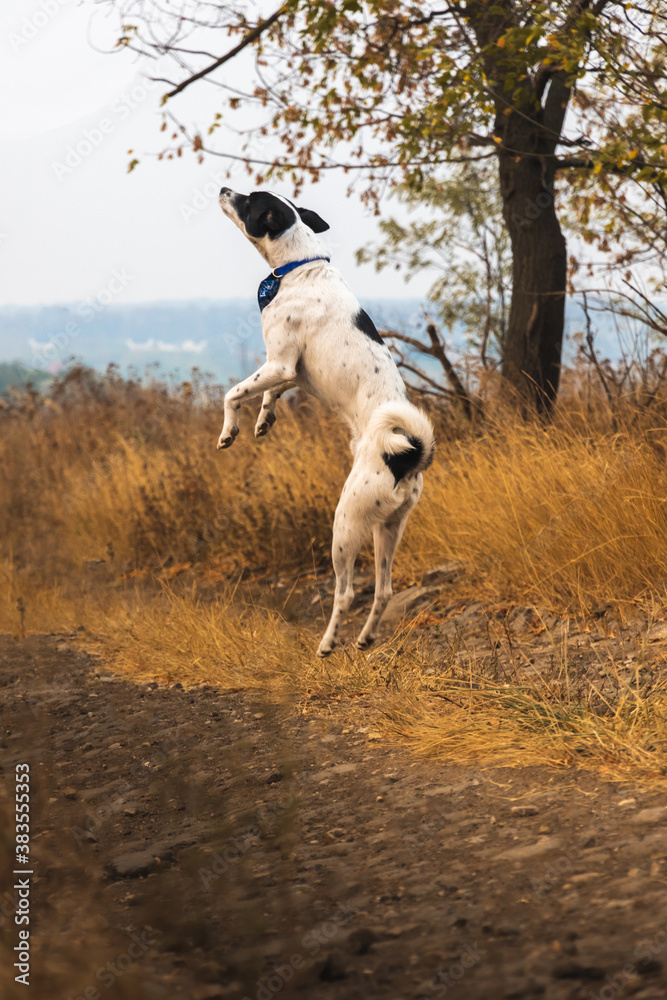 Dog jumping in flight on an autumn landscape path field lonely tree