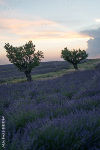 Provence © Fredrik