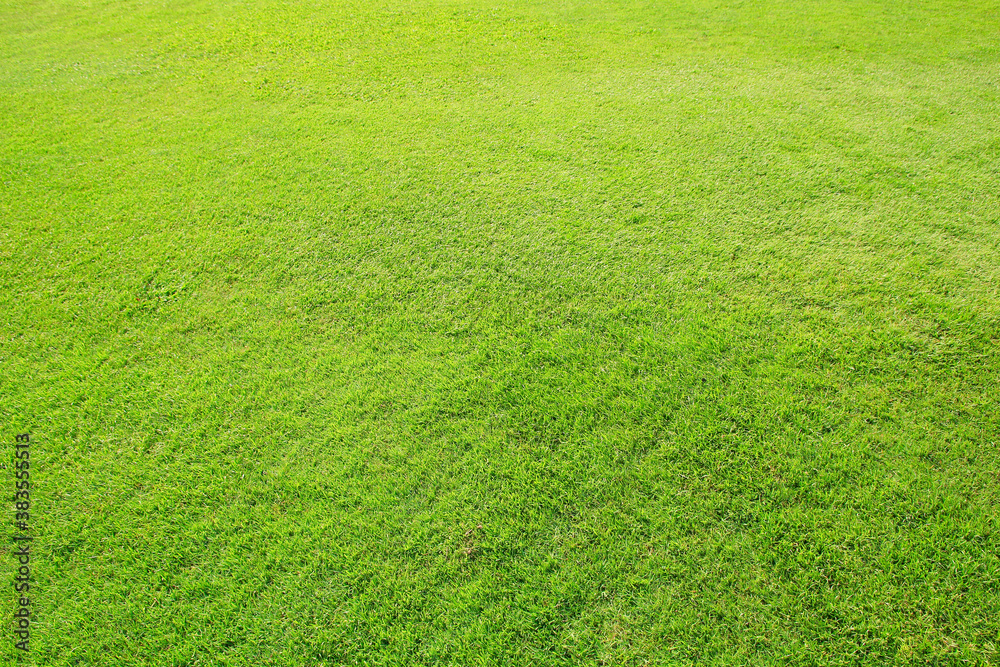 green grass field green grass field