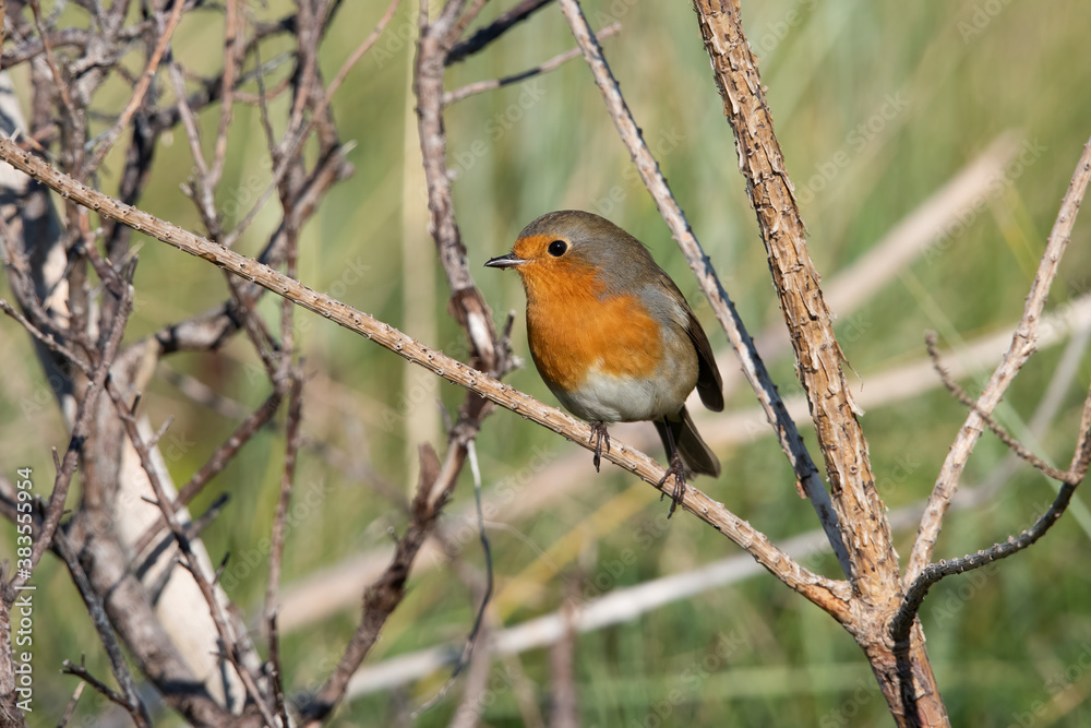 European Robin on the uninhabited island of Rottumeroog after a long flight from Scandinavia. European Robin on the uninhabited island of Rottumeroog after a long flight from Scandinavia.
