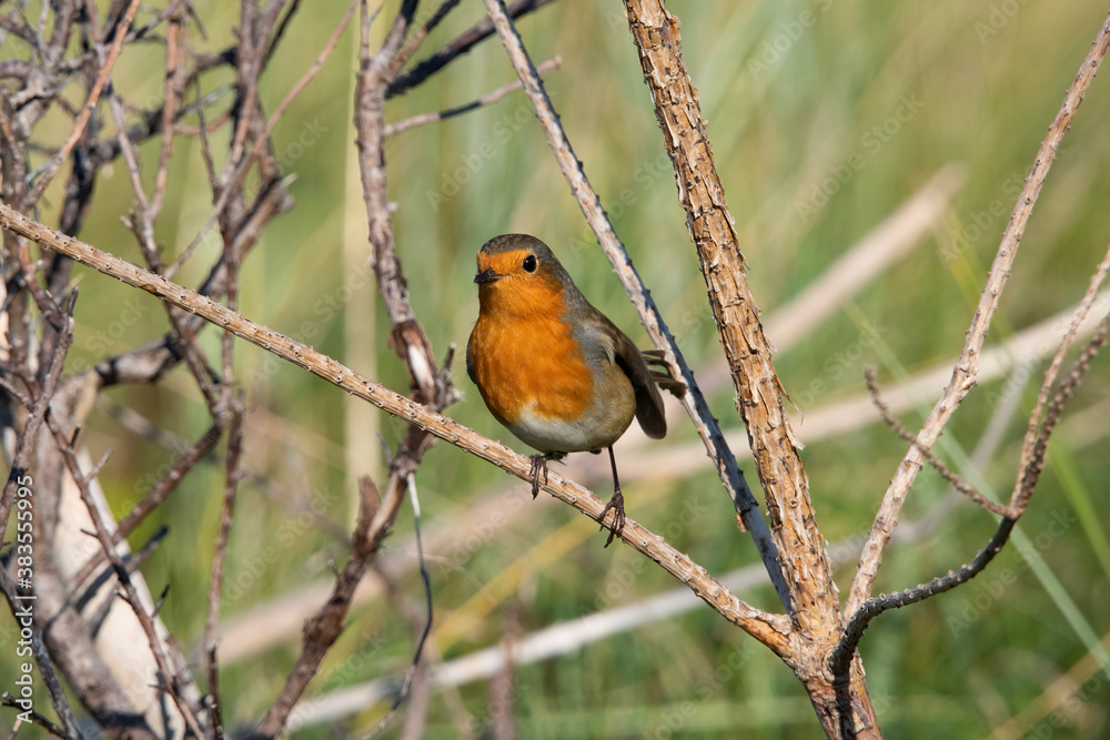 European Robin on the uninhabited island of Rottumeroog after a long flight from Scandinavia. European Robin on the uninhabited island of Rottumeroog after a long flight from Scandinavia.