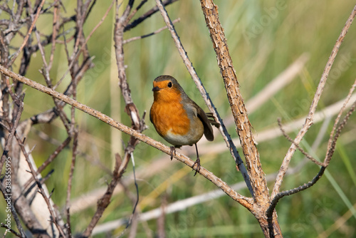 European Robin on the uninhabited island of Rottumeroog after a long flight from Scandinavia. 