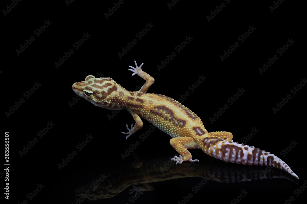 Naklejka premium Baby Leopard Gecko on black background