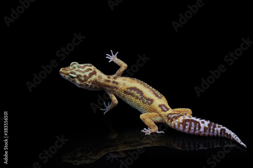 Baby Leopard Gecko on black background