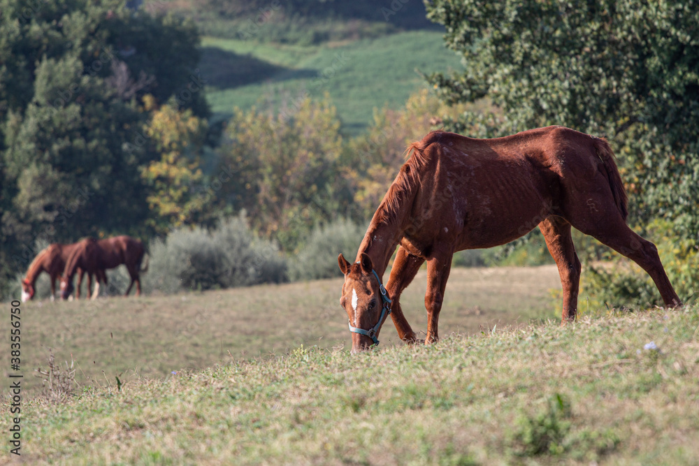 Fototapeta premium Cavallo al pascolo