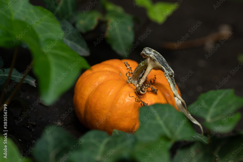 Obraz premium calabaza