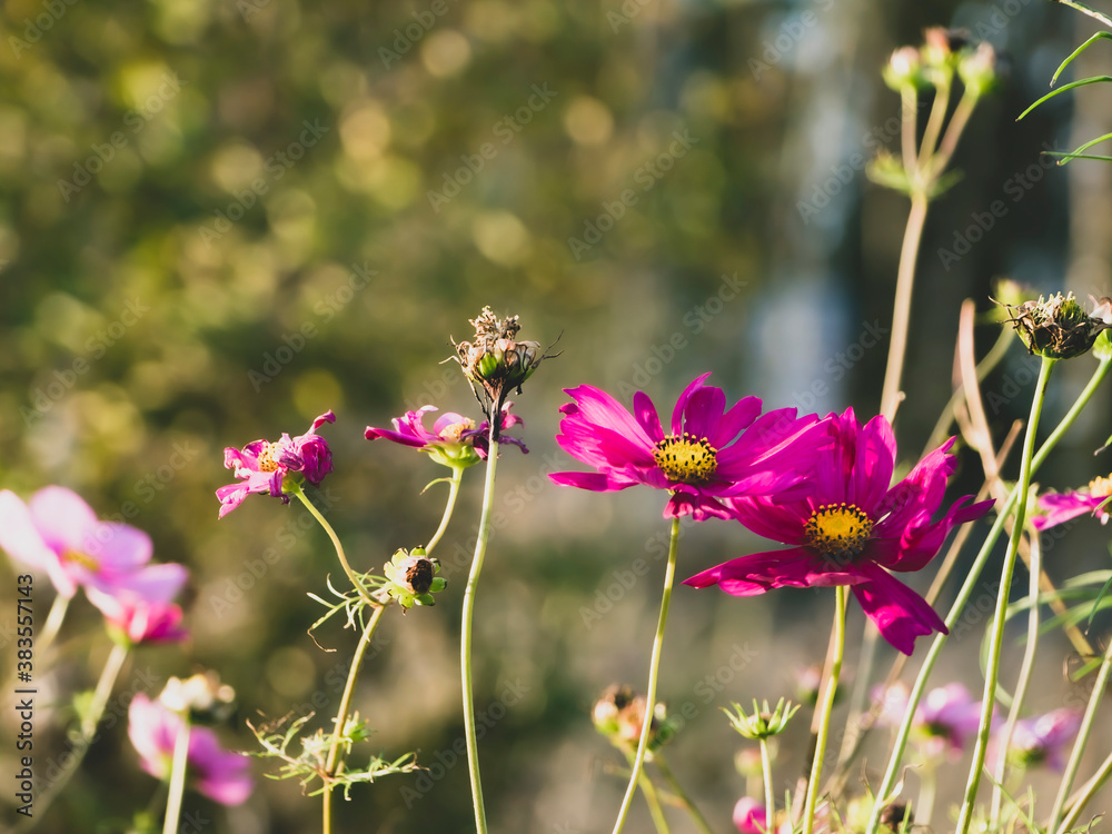 Summer meadow pink cosmos flowers on bokeh background