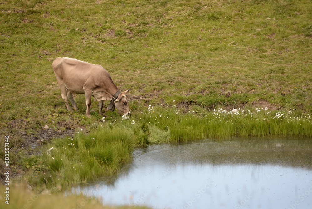 Schweizer Kühe auf der Almweide Schweizer Kühe auf der Almweide