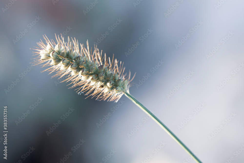 Wild grain ear on grey and blue background Wild grain ear on grey and blue background