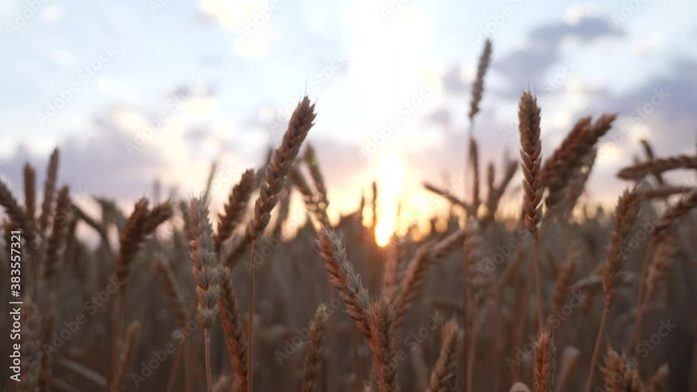 ears of wheat on the field a during sunset. wheat agriculture harvesting agribusiness concept. walk in large wheat field. large harvest of wheat in summer lifestyle on field landscape ears of wheat on the field a during sunset. wheat agriculture harvesting agribusiness concept. walk in large wheat field. large harvest of wheat in summer lifestyle on field landscape