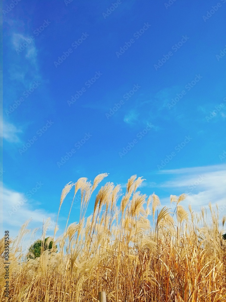 Obraz premium wheat field and blue sky
