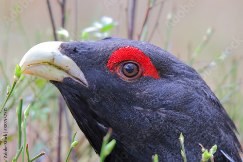 Western capercaillie. Bird in breeding season. Male in spring. Tetrao urogallus photo