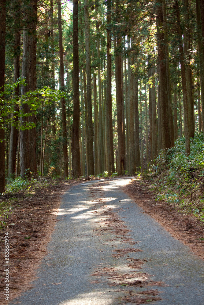 Obraz premium 林道と杉並木