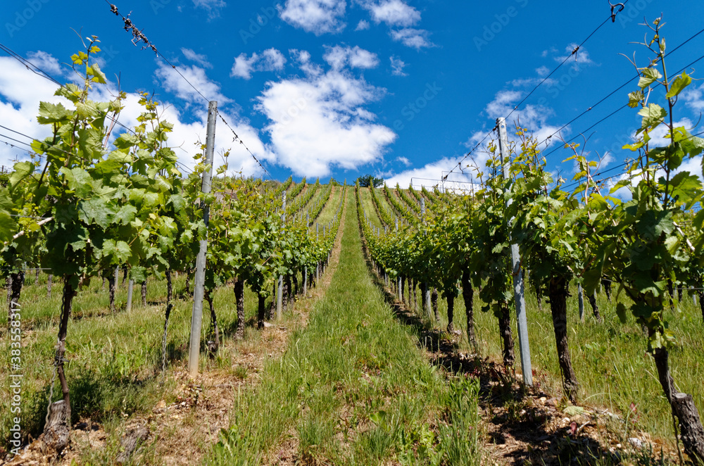Vineyard with blue and white sky
