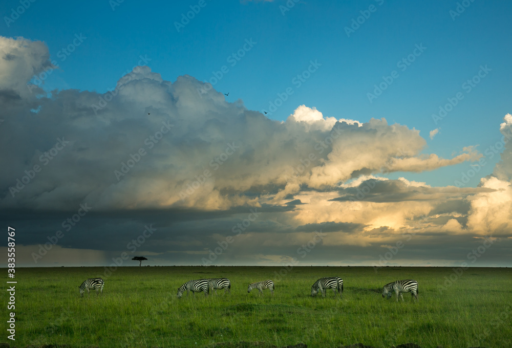 A heard of zebras on the Maasai Mara savannah with a dramatic cloud in background, Kenya, Africa