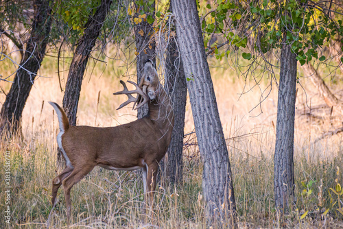 Fototapeta Naklejka Na Ścianę i Meble -  White-tailed buck scratching at a tree. Colorado Wildlife. Wild Deer on the High Plains of Colorado