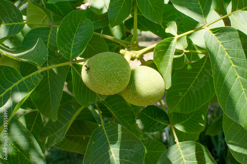 Walnut tree grows awaiting harvest.