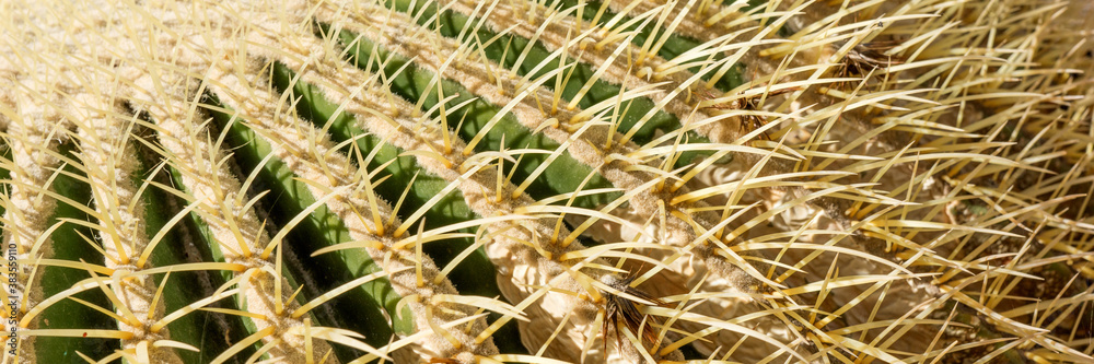 Panoramic background from the cactus with spines. Closeup of spines on cactus Panoramic background from the cactus with spines. Closeup of spines on cactus