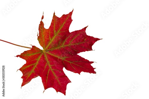 Close up macro view of gorgeous red maple leaves isolated on white background. Autumn concept. 
