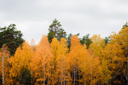 Beautiful autumn forest landscape in cloudy weather