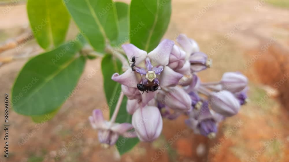 Black ants sucking the juice from the Calotropis gigantea flower. Giant