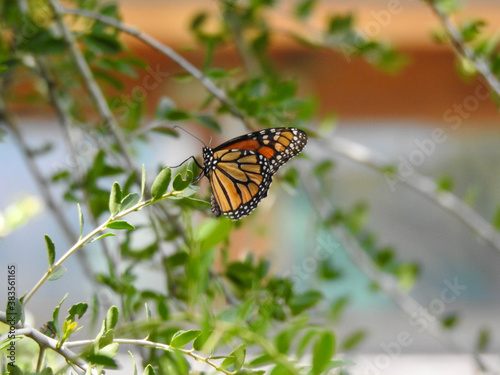 Female monarch butterfly with closed wings, resting on a bush in Florida photo