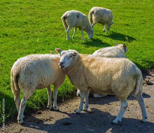 Close up of sheep eating grass 