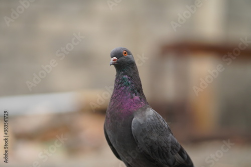 The beautiful pigeon is black