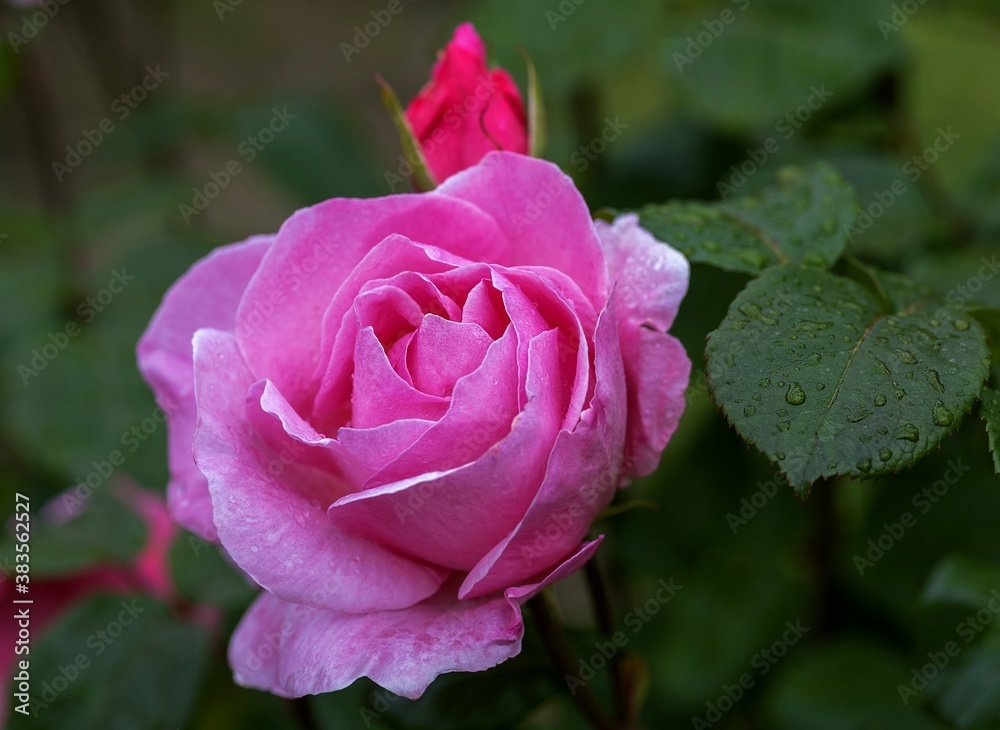 Flower rose pink with drops of water on a green background.