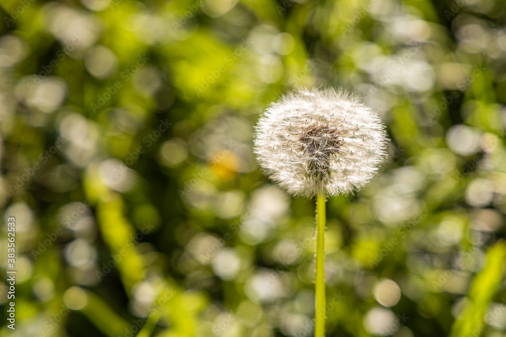 A white fluffy dandelion head with seeds is on a beautiful blurred green background