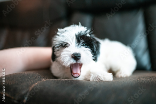 Portrait of Cute black and white maltese yorkie puppy in his new home