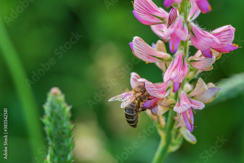 A bee collects nectar on the Onobr  chis flower.