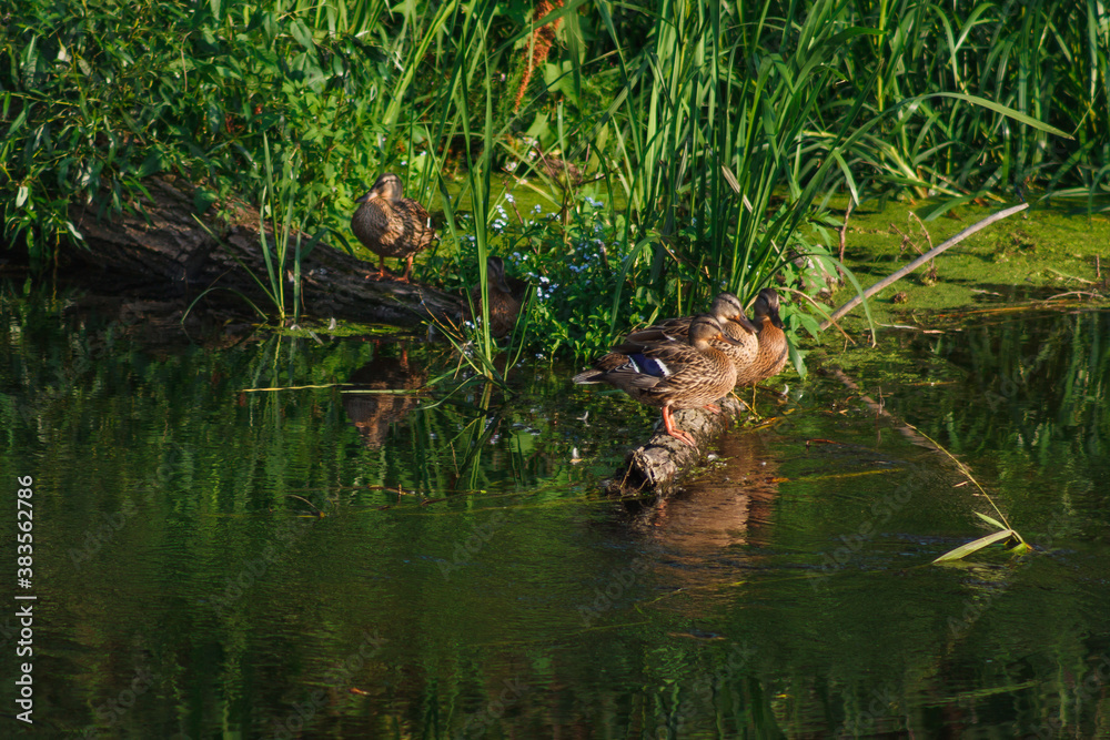 Fototapeta premium Young wild ducks on the river