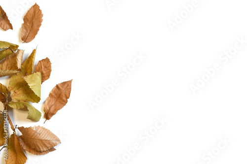 dry leaves of chestnut tree isolated on white.