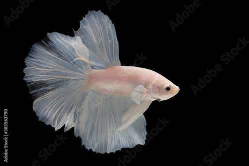 White betta fish moving moment beautiful fancy halfmoon betta, fighting fish, siam betta fish on black background.