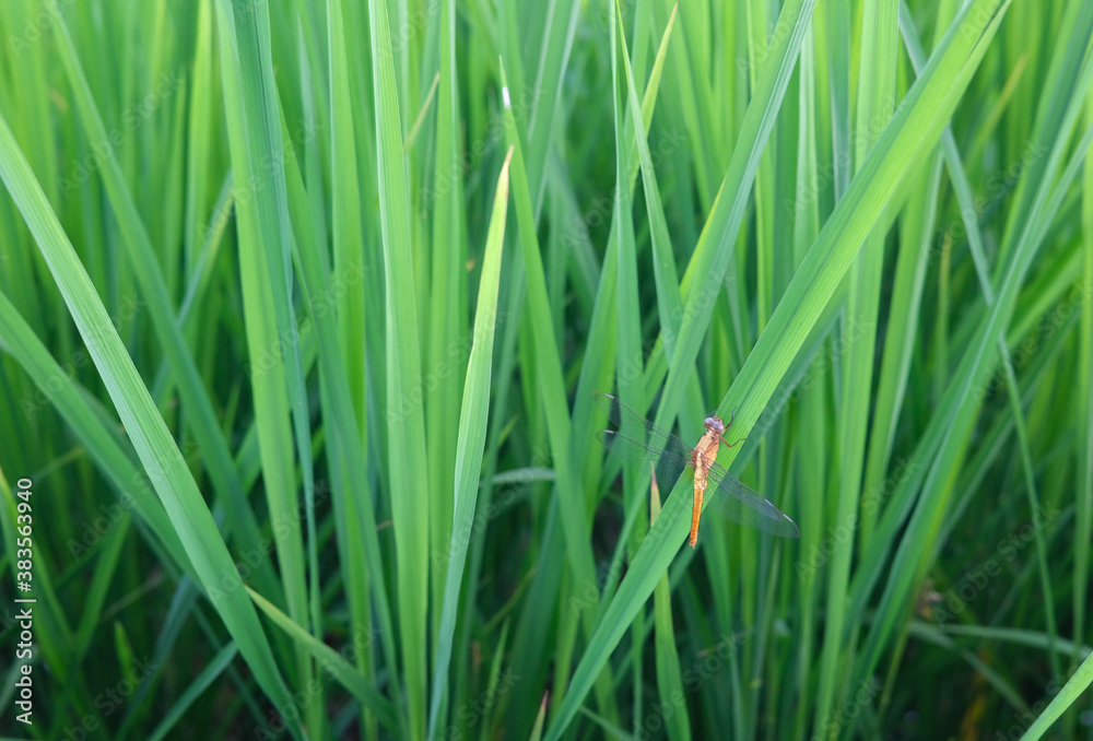 focus on a small dragonfly on green rice plants in a horizontal frame focus on a small dragonfly on green rice plants in a horizontal frame