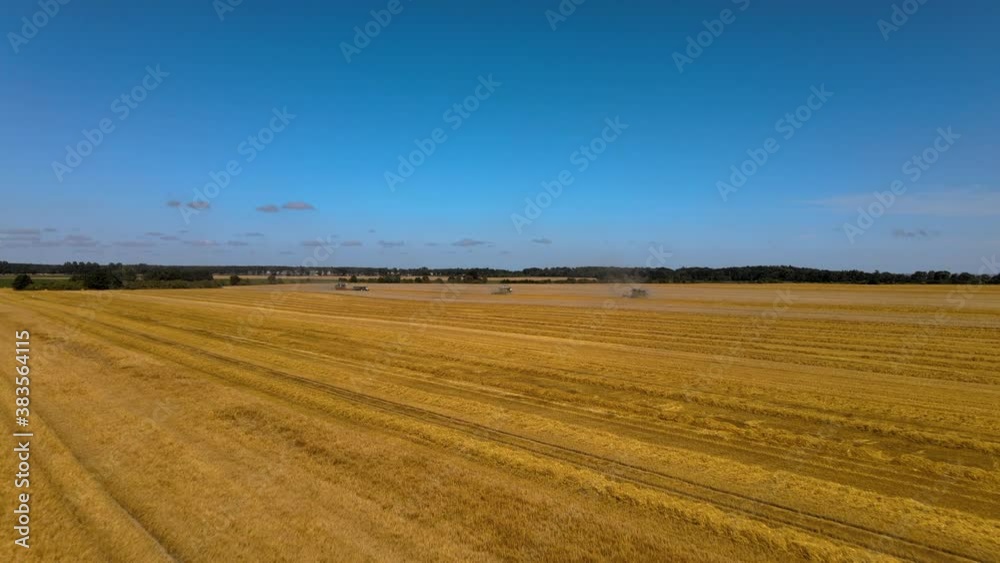 Harvesting wheat crops with multiple combine tractors on blue sky summer day Harvesting wheat crops with multiple combine tractors on blue sky summer day
