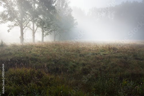 Picturesque scenery of the dark forest in a mysterious fog at sunrise. Sun rays through the old mighty oak, fir, pine, birch trees. Idyllic rural scene. Fall season, concept art, eco tourism, nature