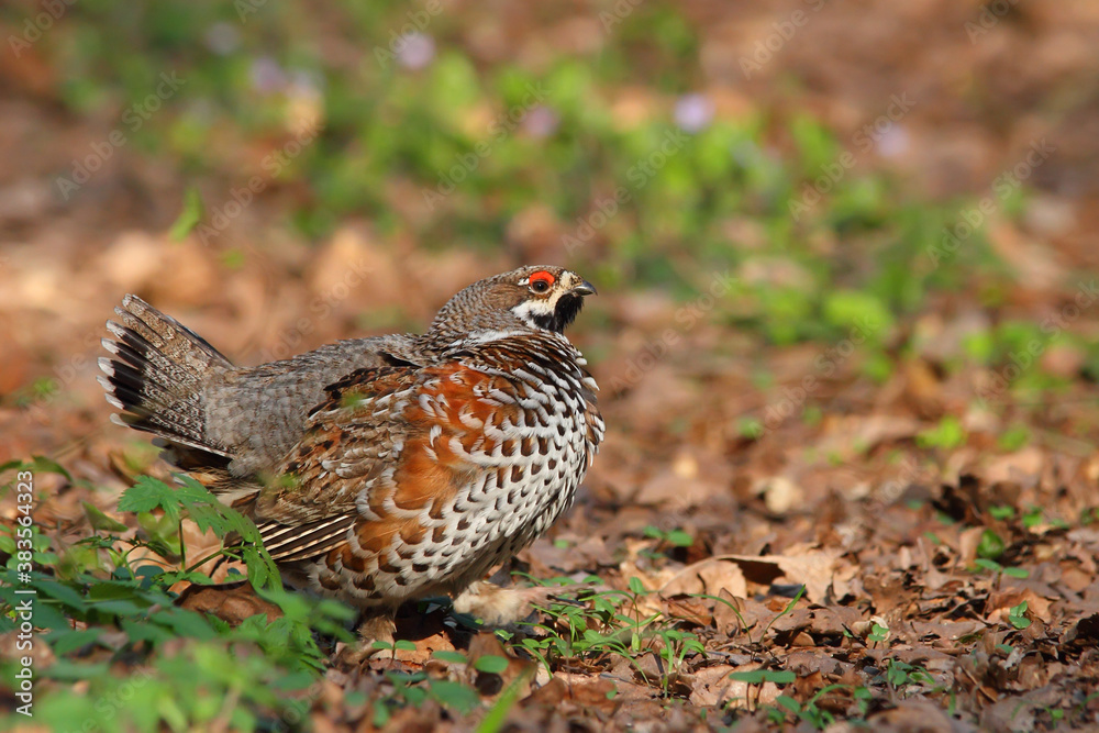 Hazel grouse. Bird in breeding season. Male. Tetrastes bonasia Hazel grouse. Bird in breeding season. Male. Tetrastes bonasia
