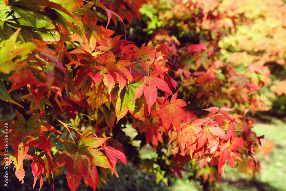 The red and yellow leaves of a Japanese Maple (acer) during the autumn The red and yellow leaves of a Japanese Maple (acer) during the autumn