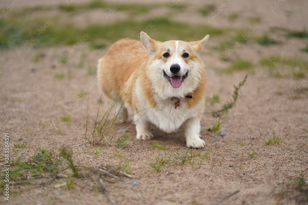 Welsh corgi dog runs smiling